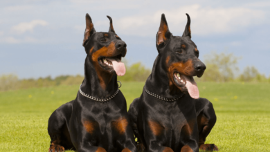 Buying the Cutest Doberman Puppies for Sale in Pennsylvania