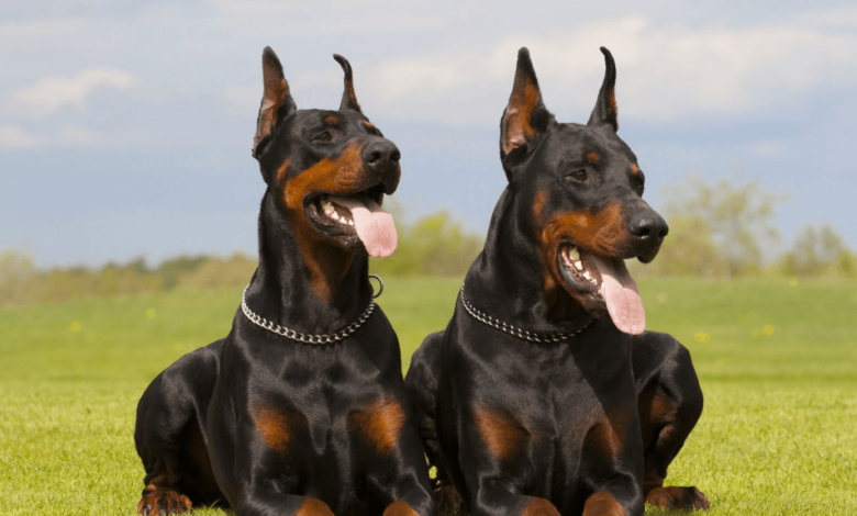 Buying the Cutest Doberman Puppies for Sale in Pennsylvania