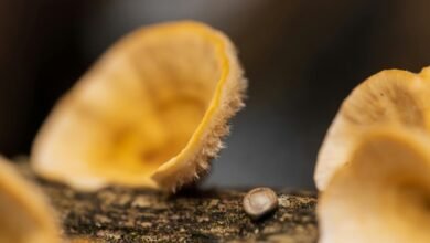 assembly log for references