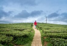 horizon pulse id numbers