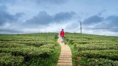 horizon pulse id numbers