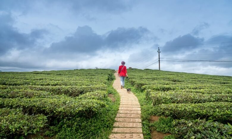 horizon pulse id numbers