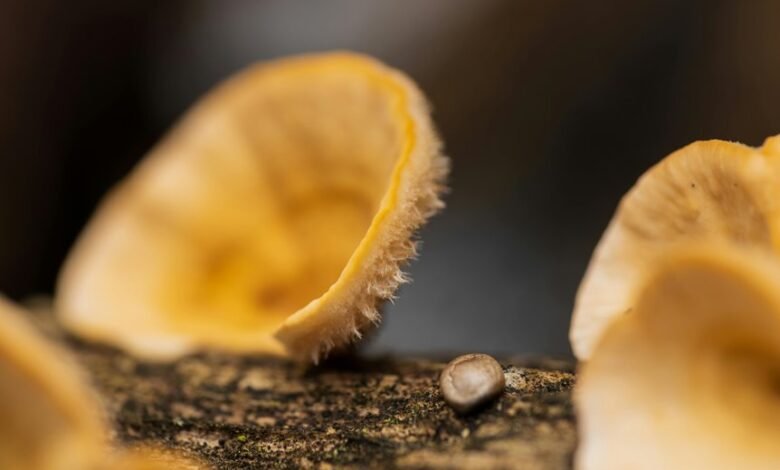 identifier chain integrity log