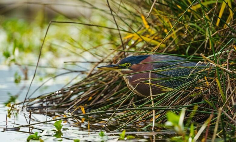 reference stream consolidation process